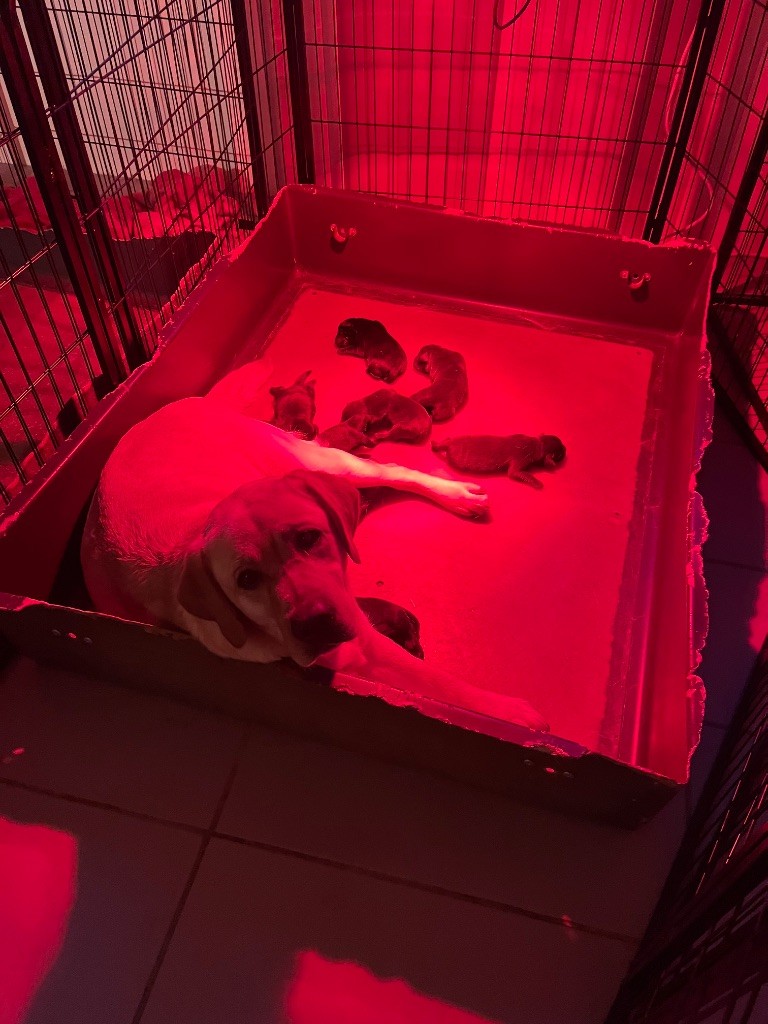 chiot Labrador Retriever Des Yeux Doux