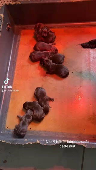 chiot Labrador Retriever Des Yeux Doux