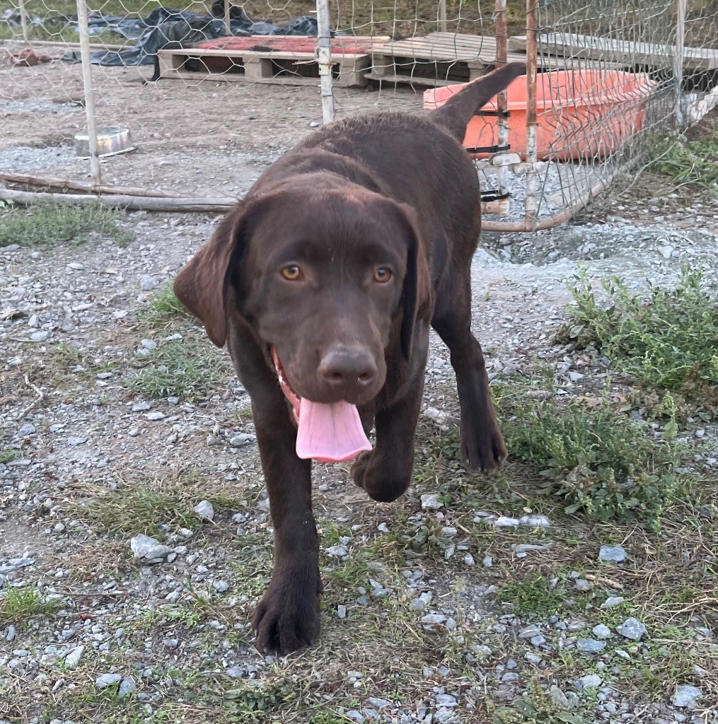 Des Yeux Doux - Chiot disponible  - Labrador Retriever