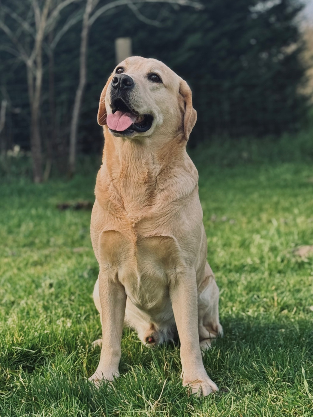 Safran De La Vallée Du Goldor