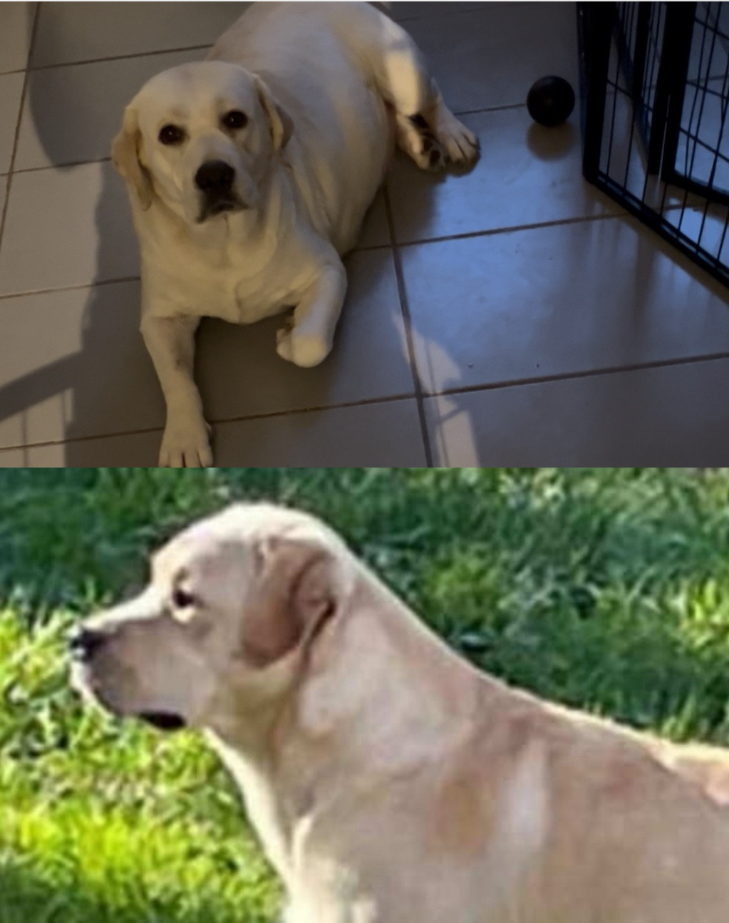 Chiot labrador sable