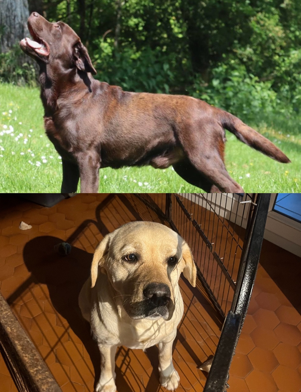 Chiot labrador noir et chocolat