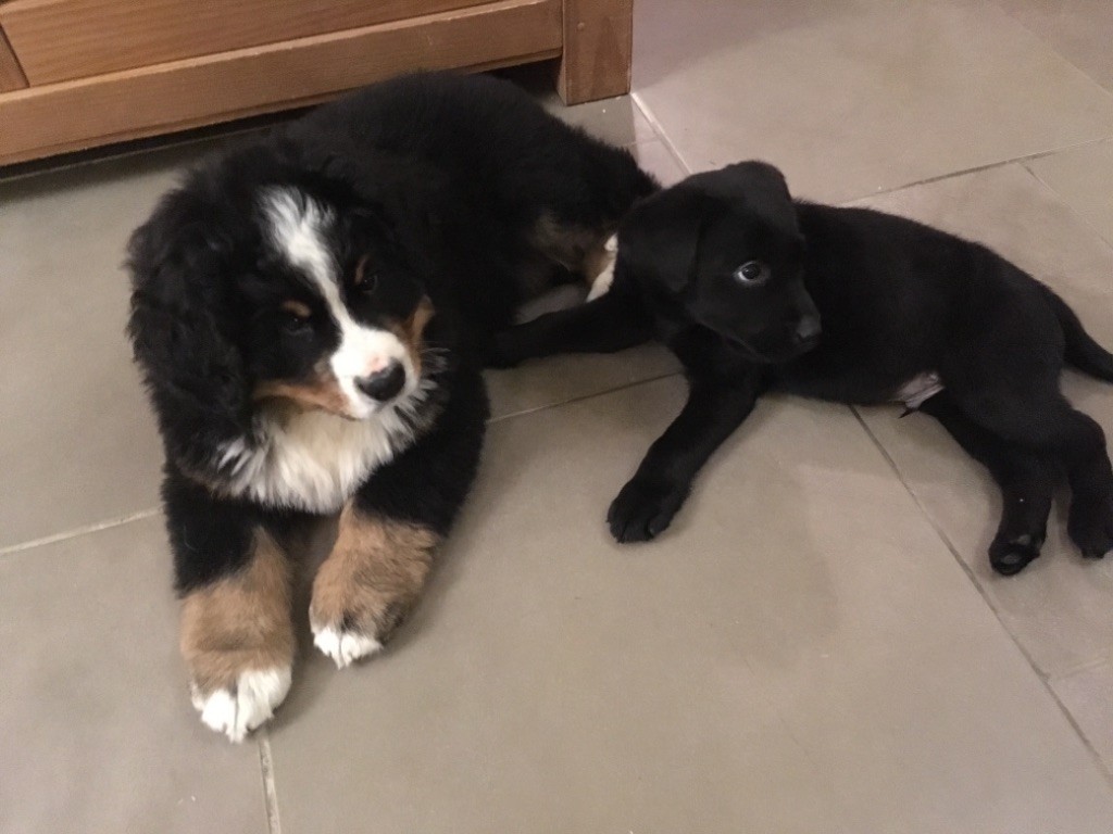 Photos chiots