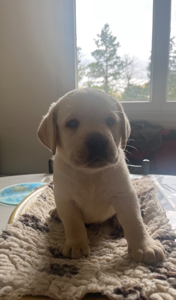 Des Yeux Doux - Chiots disponibles - Labrador Retriever