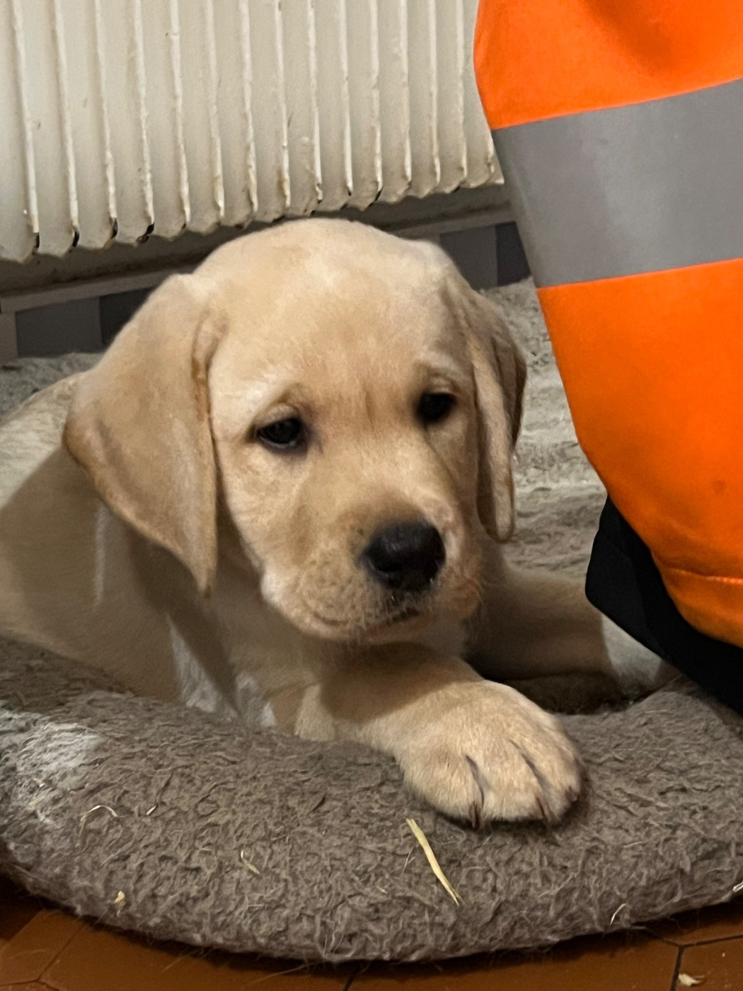 Des Yeux Doux - Chiots disponibles - Labrador Retriever