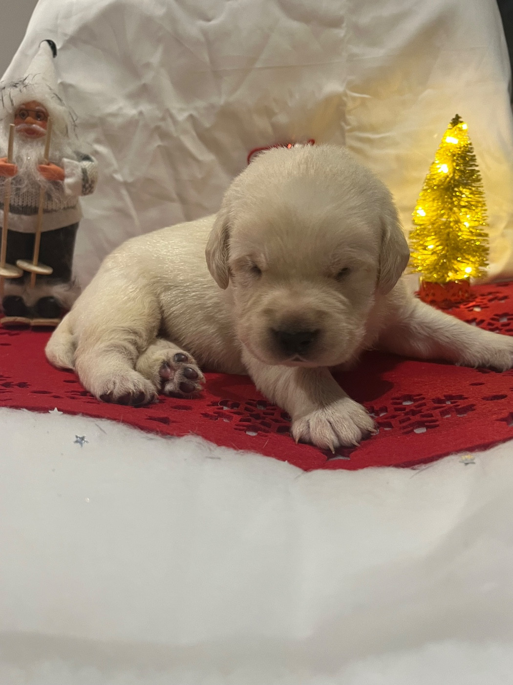 Des Yeux Doux - Chiots disponibles - Labrador Retriever