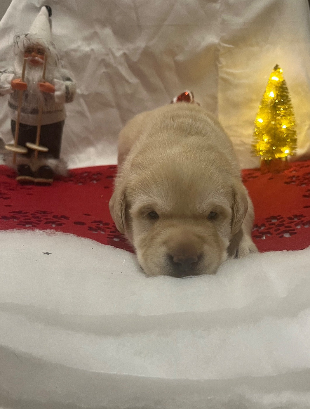 Des Yeux Doux - Chiots disponibles - Labrador Retriever