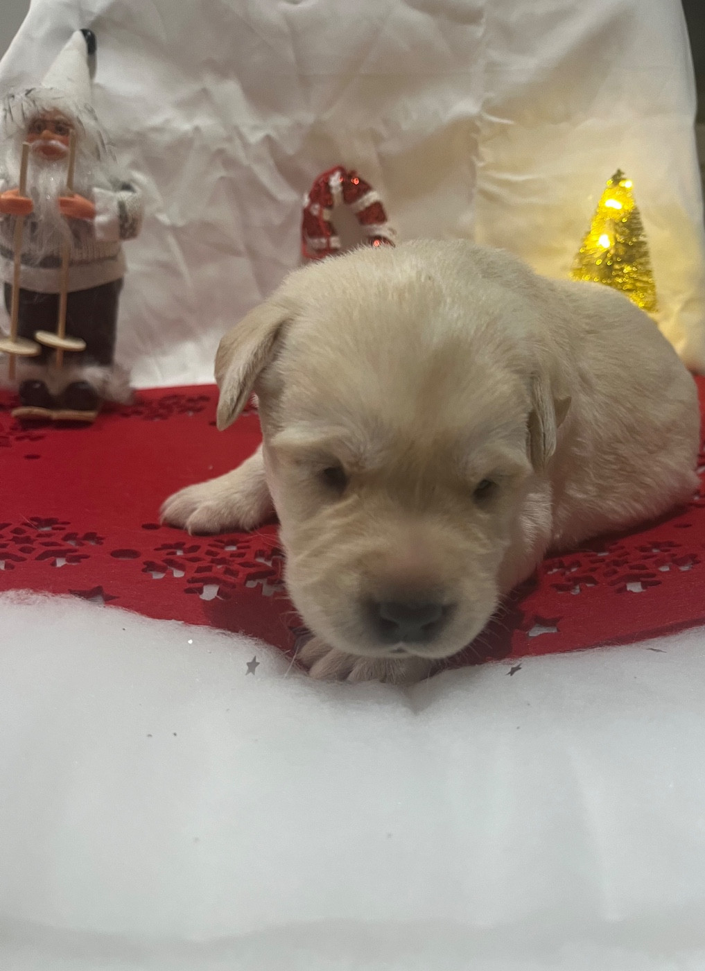 Des Yeux Doux - Chiots disponibles - Labrador Retriever