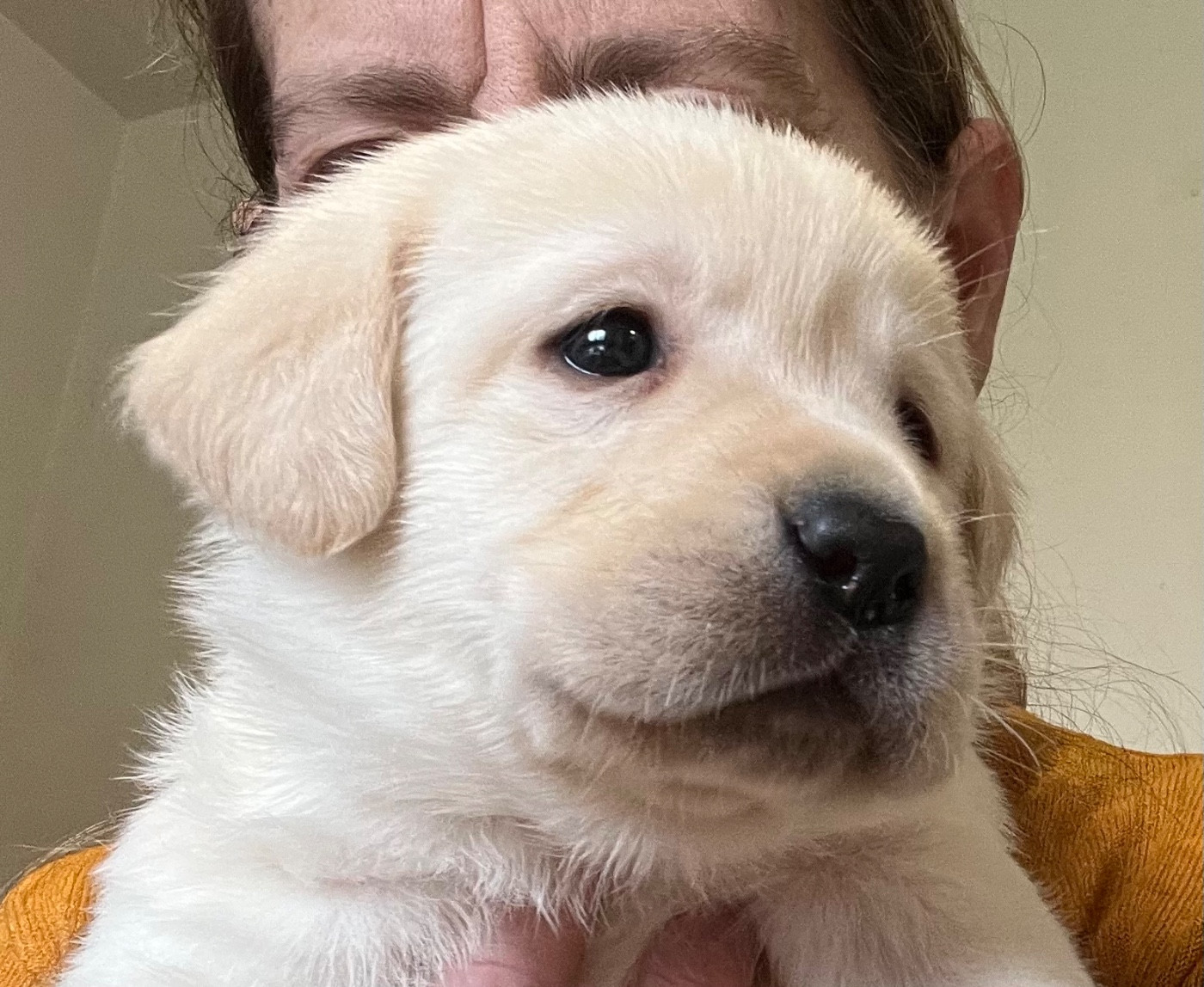 Des Yeux Doux - Chiots disponibles - Labrador Retriever