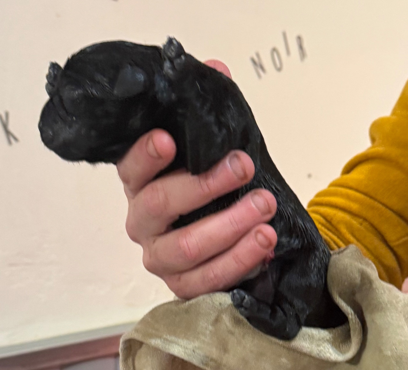 Des Yeux Doux - Chiots disponibles - Labrador Retriever