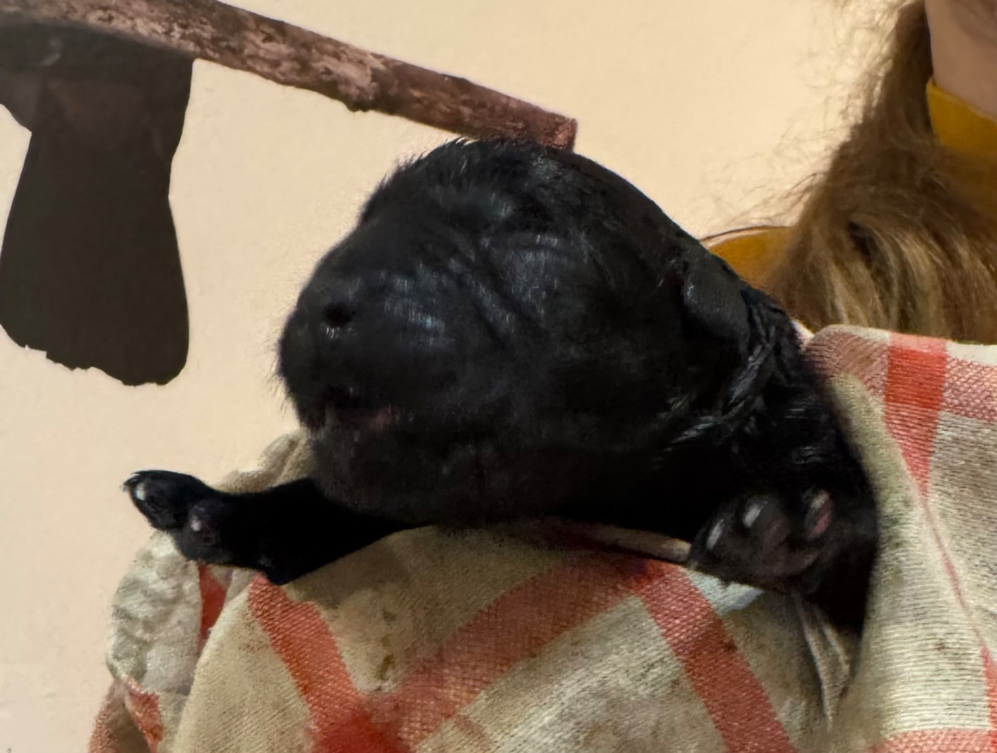 Des Yeux Doux - Chiots disponibles - Labrador Retriever