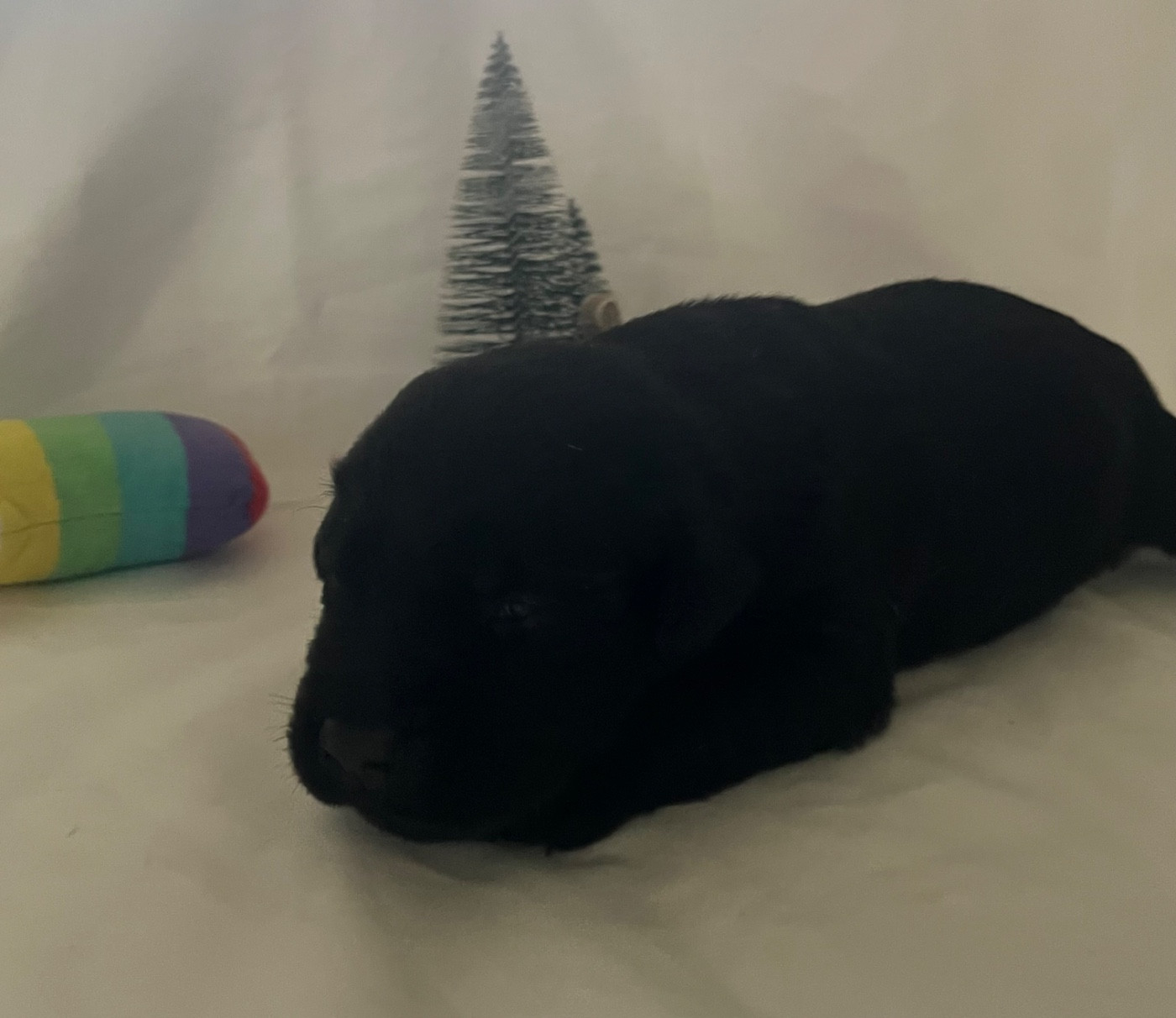 Des Yeux Doux - Chiots disponibles - Labrador Retriever