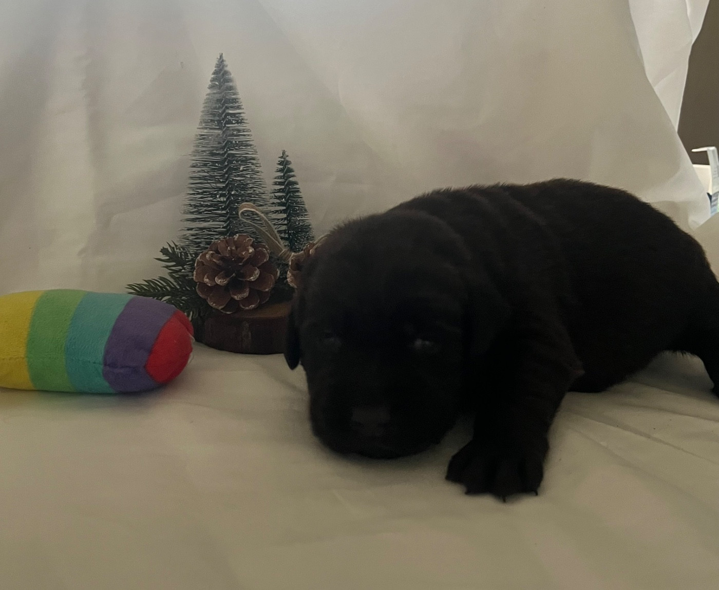 Des Yeux Doux - Chiots disponibles - Labrador Retriever