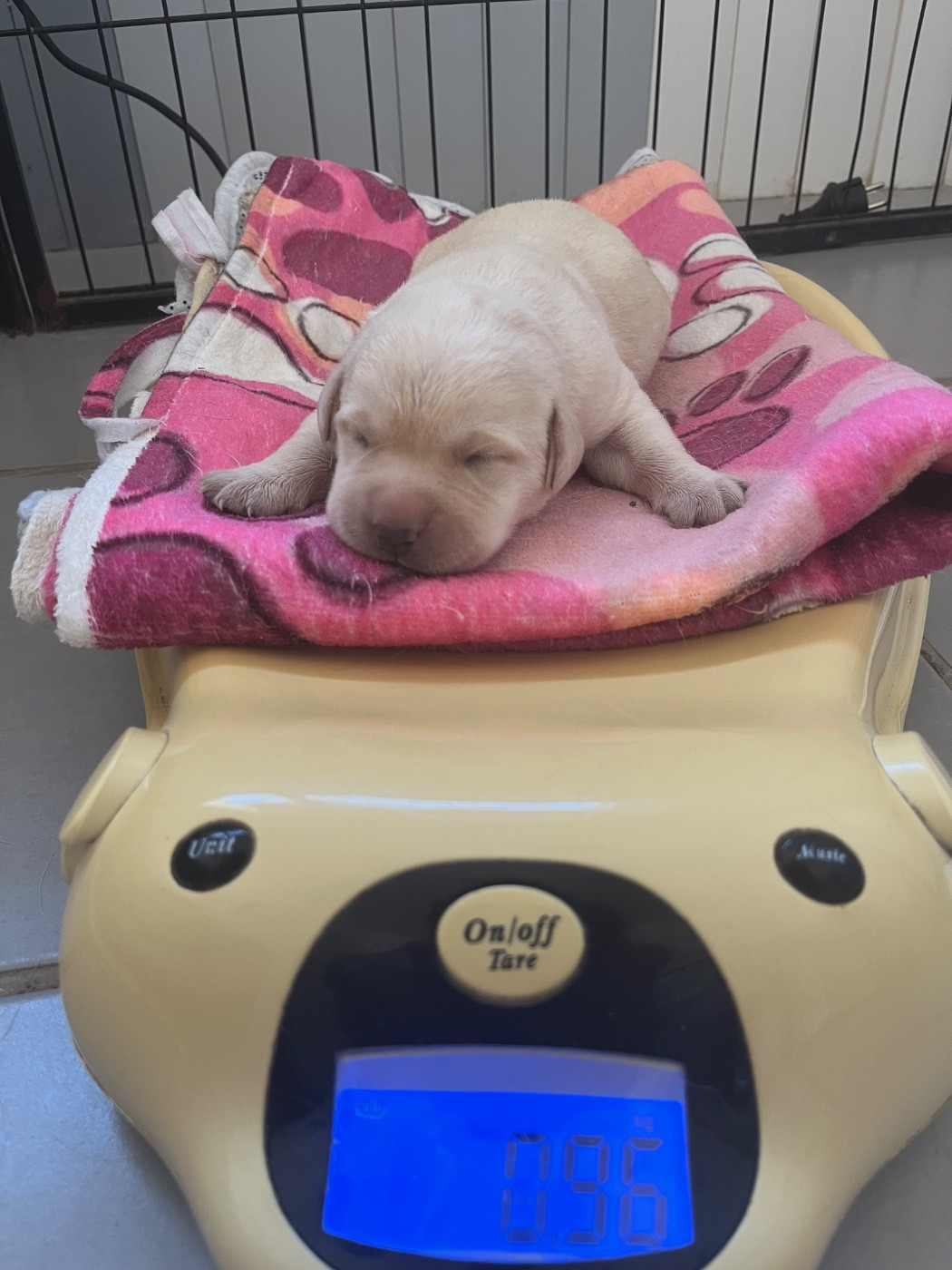 Des Yeux Doux - Chiots disponibles - Labrador Retriever