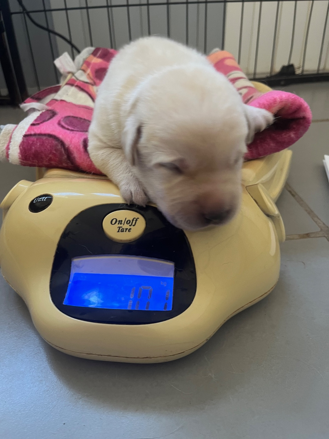Des Yeux Doux - Chiots disponibles - Labrador Retriever