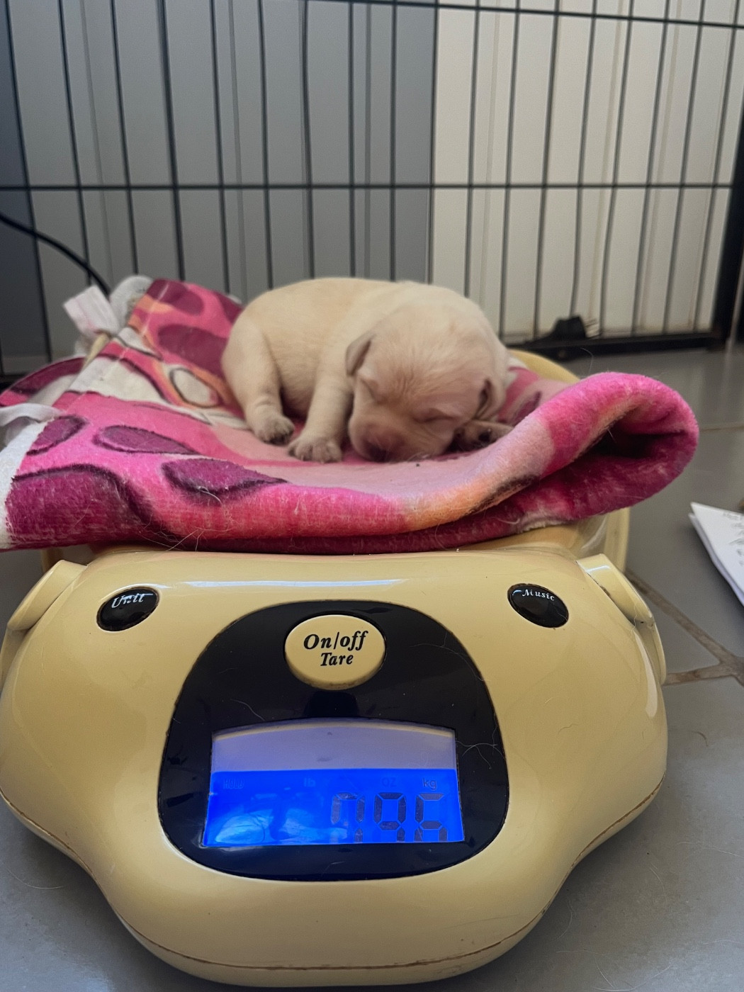 Des Yeux Doux - Chiots disponibles - Labrador Retriever