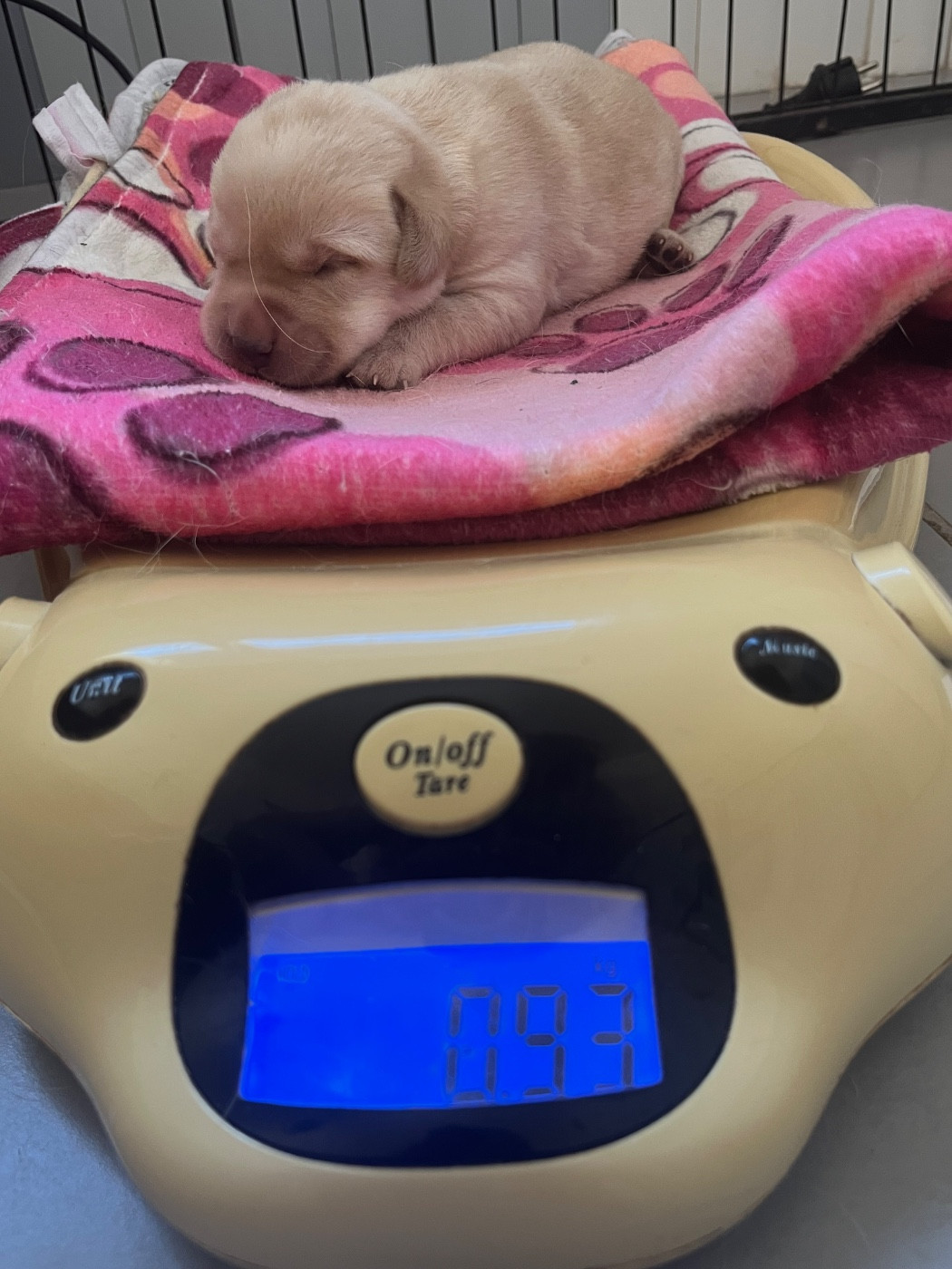 Des Yeux Doux - Chiots disponibles - Labrador Retriever