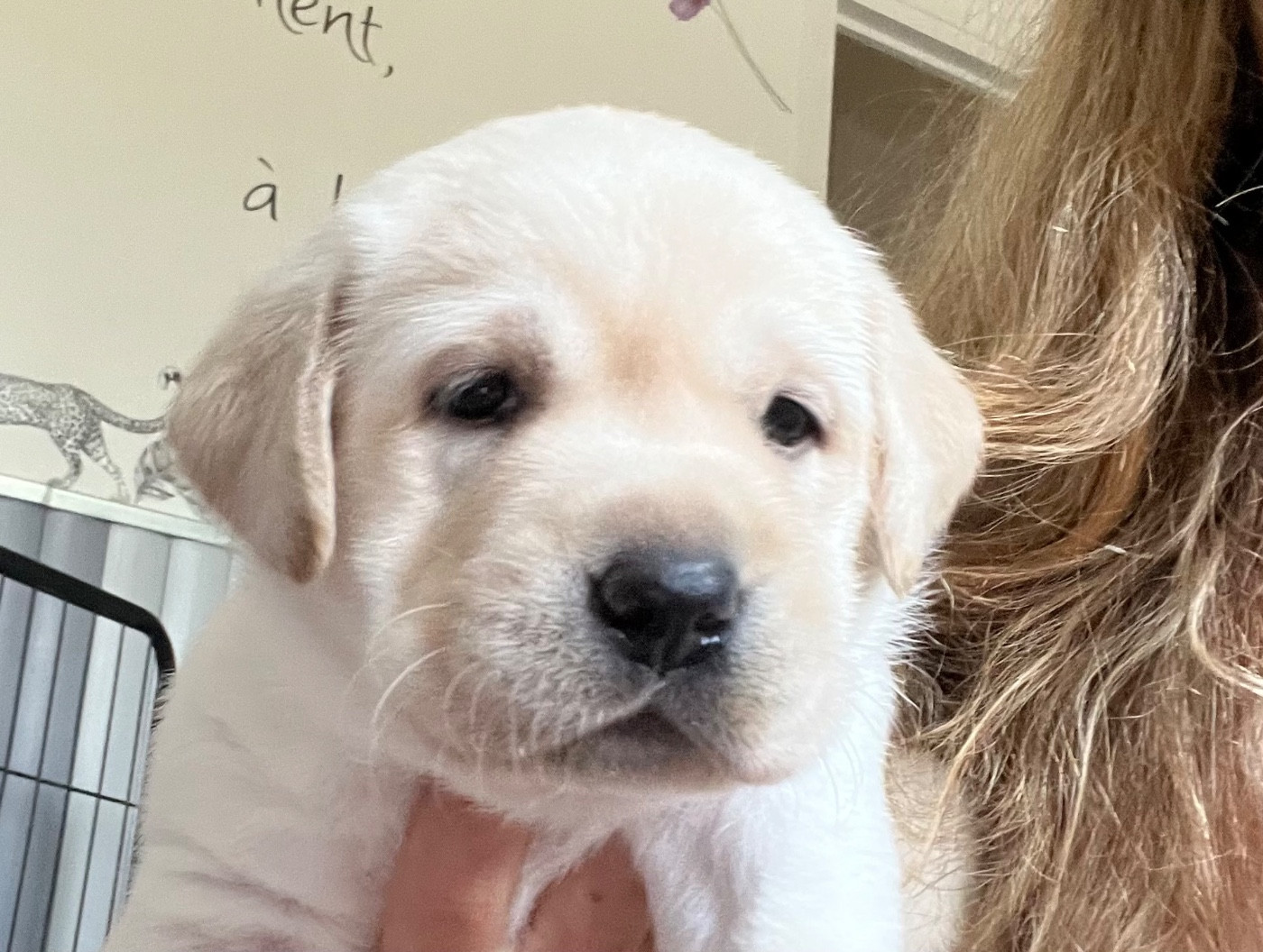 Des Yeux Doux - Chiots disponibles - Labrador Retriever