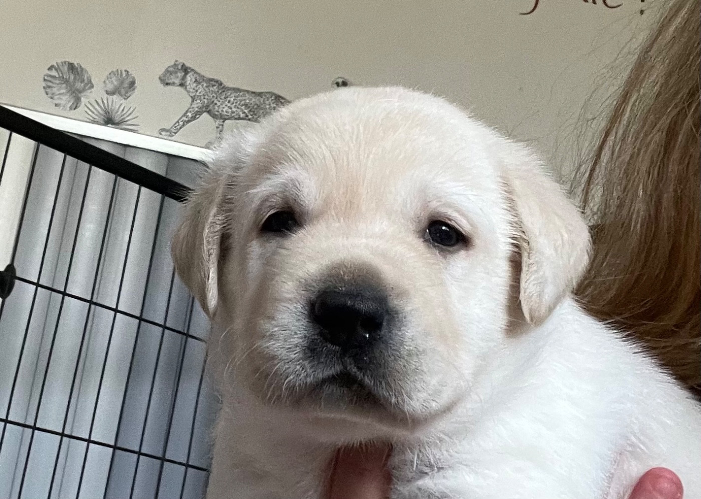 Des Yeux Doux - Chiots disponibles - Labrador Retriever