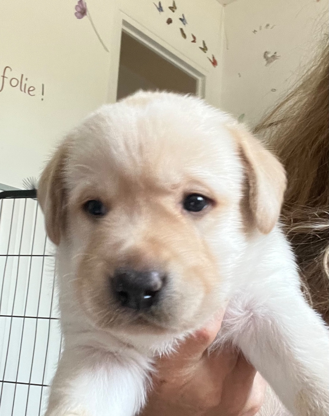 Des Yeux Doux - Chiots disponibles - Labrador Retriever