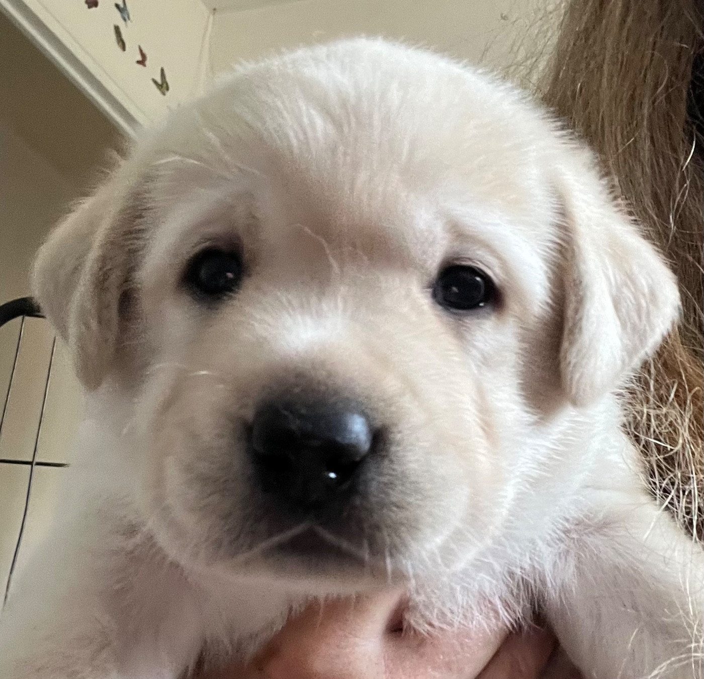 Des Yeux Doux - Chiots disponibles - Labrador Retriever