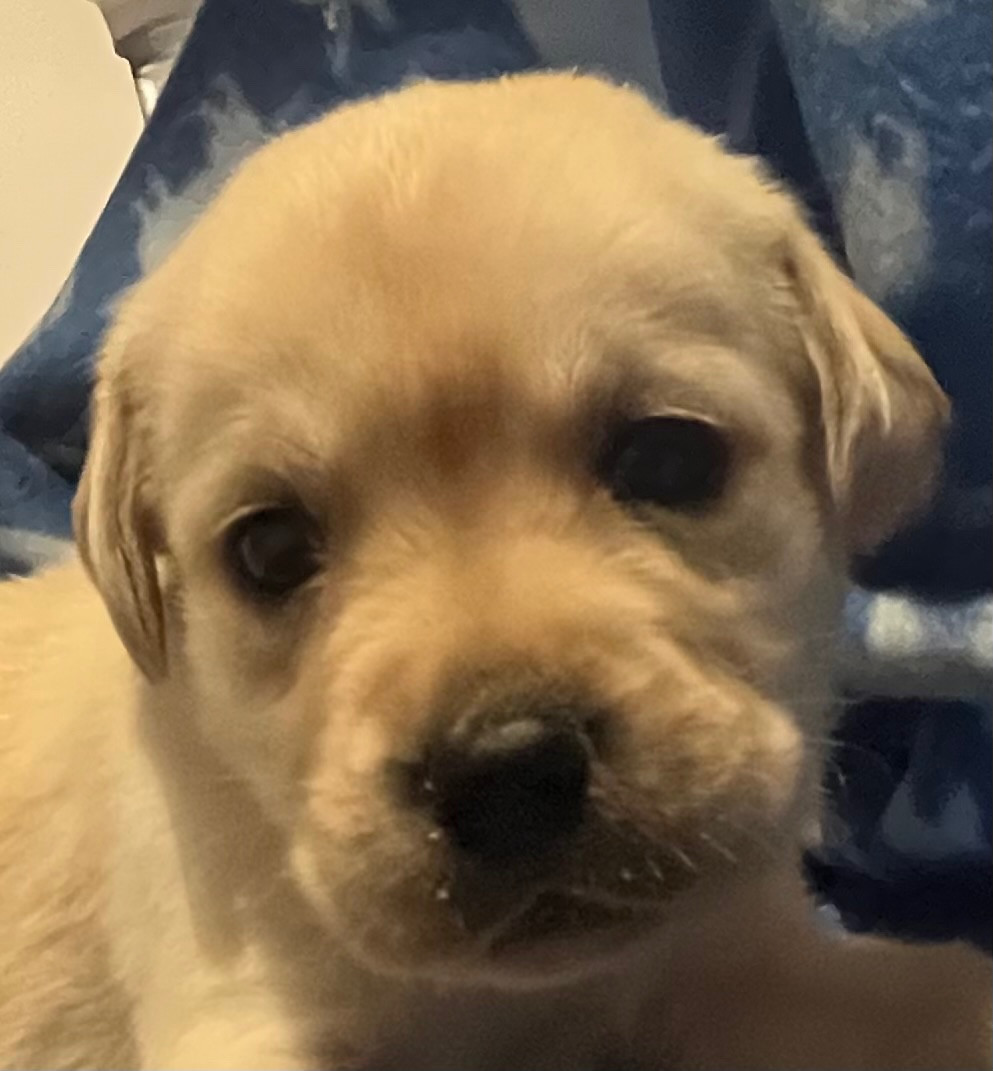 Des Yeux Doux - Chiots disponibles - Labrador Retriever