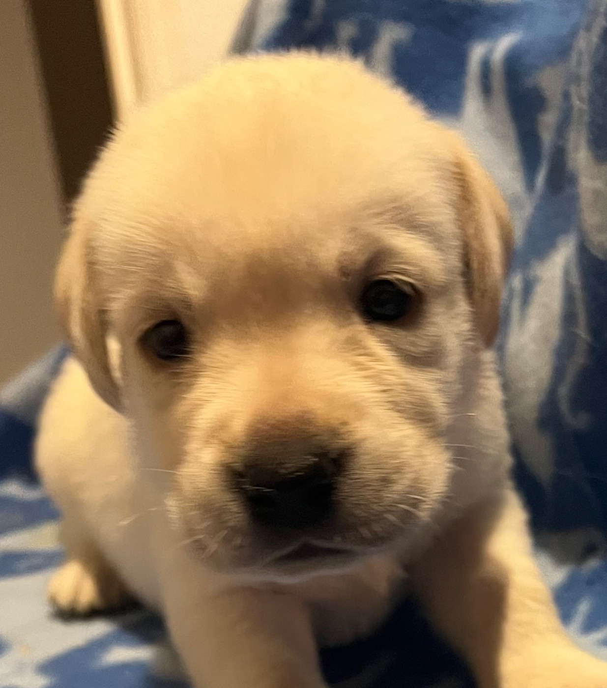 Des Yeux Doux - Chiots disponibles - Labrador Retriever