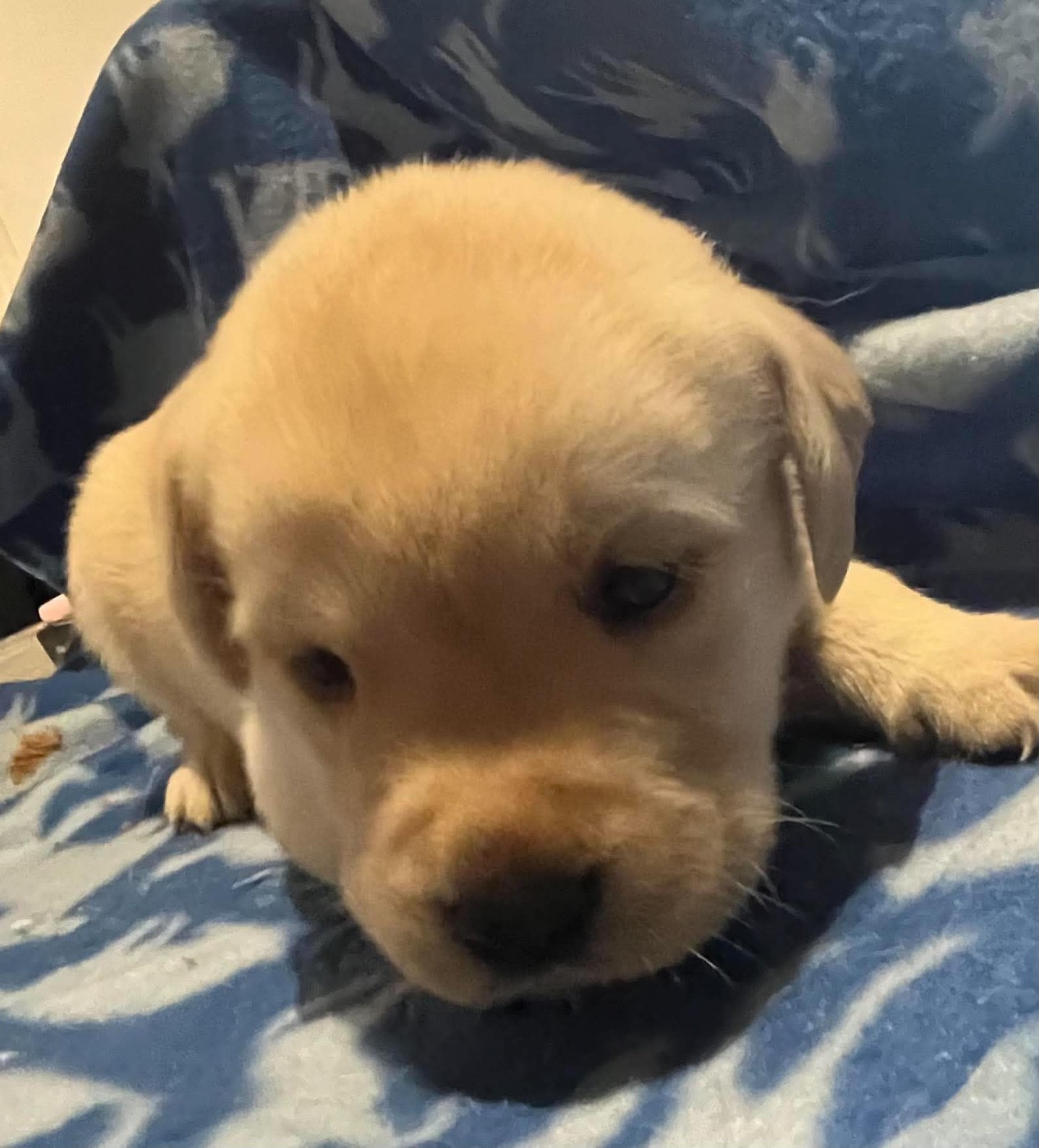 Des Yeux Doux - Chiots disponibles - Labrador Retriever