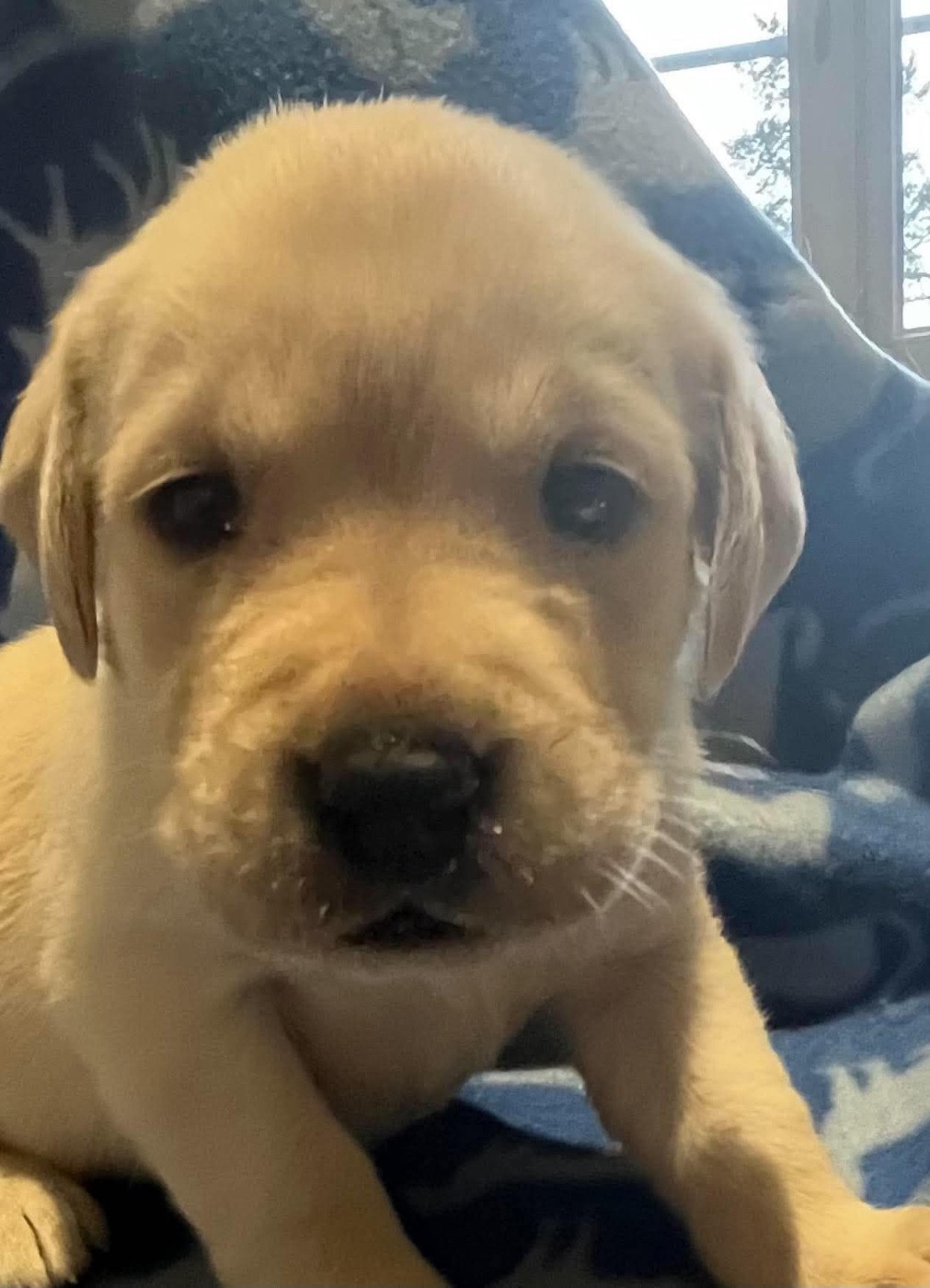 Des Yeux Doux - Chiots disponibles - Labrador Retriever