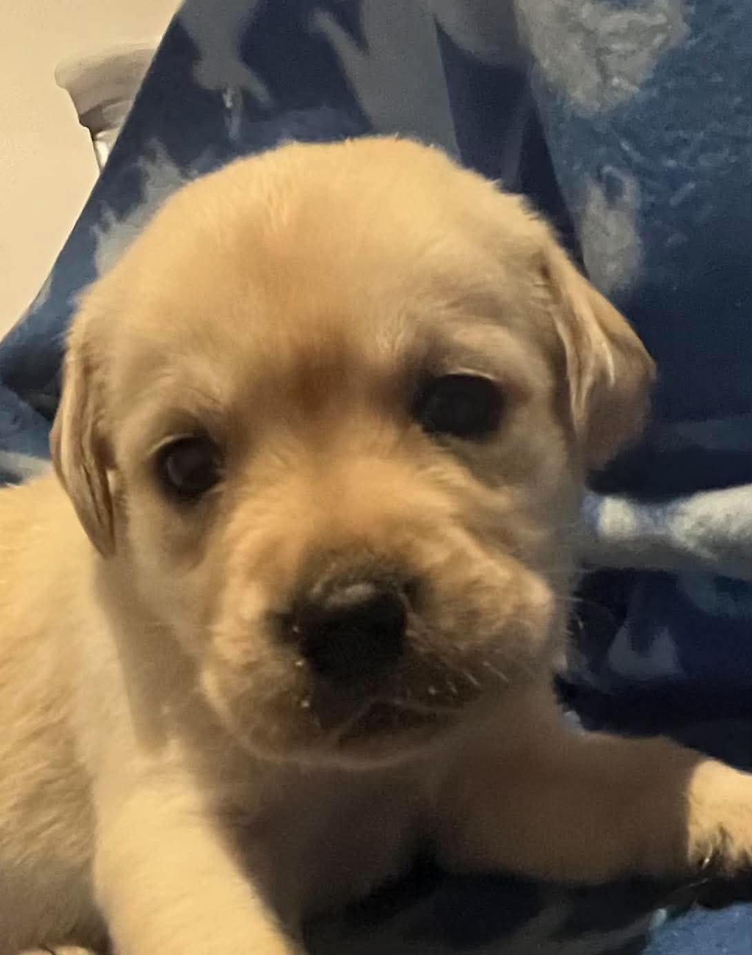 Des Yeux Doux - Chiots disponibles - Labrador Retriever