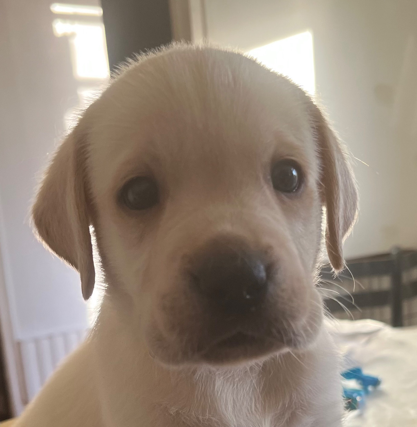 Des Yeux Doux - Chiots disponibles - Labrador Retriever