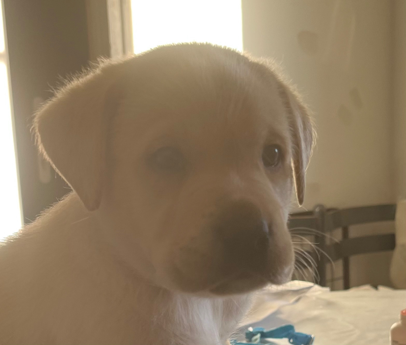 Des Yeux Doux - Chiots disponibles - Labrador Retriever