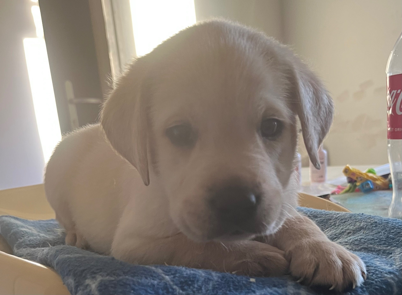 Des Yeux Doux - Chiots disponibles - Labrador Retriever
