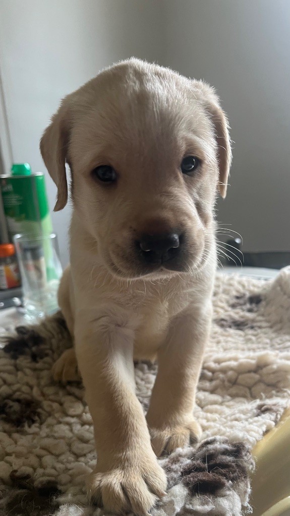 Des Yeux Doux - Chiots disponibles - Labrador Retriever