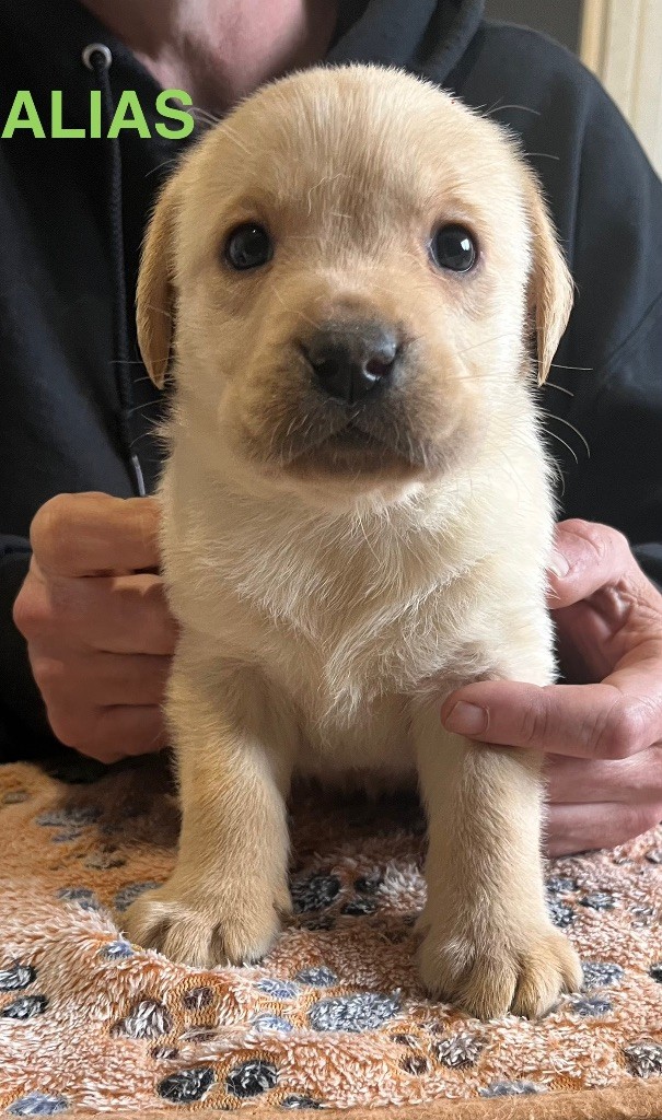 Des Yeux Doux - Chiots disponibles - Labrador Retriever