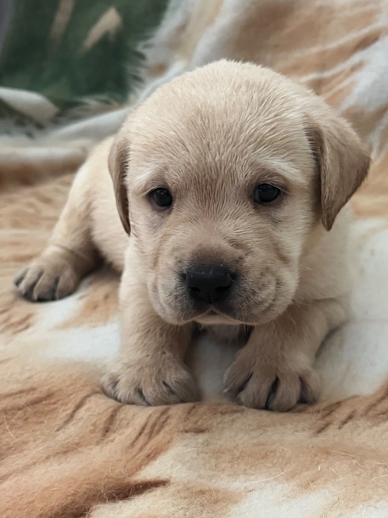 Des Yeux Doux - Chiots disponibles - Labrador Retriever