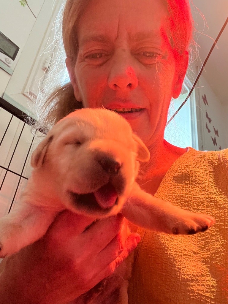 Des Yeux Doux - Chiots disponibles - Labrador Retriever