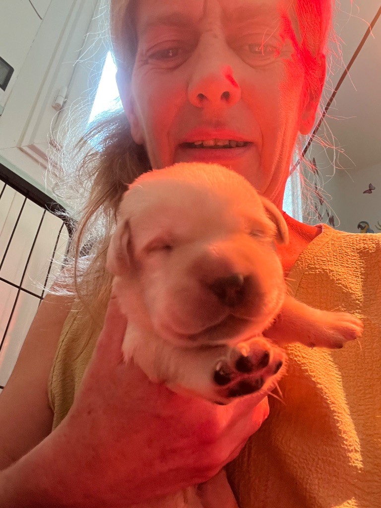 Des Yeux Doux - Chiots disponibles - Labrador Retriever