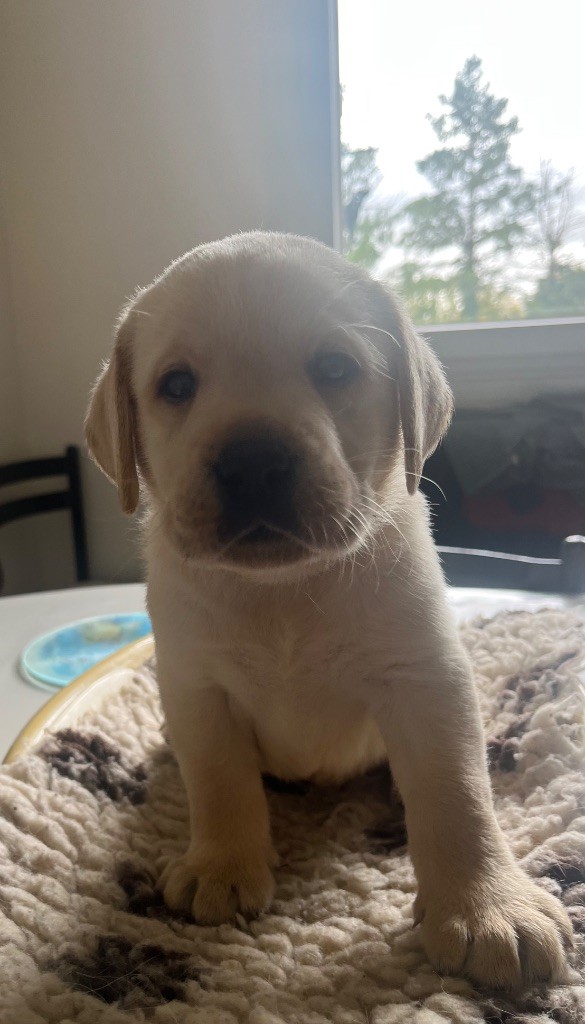 Des Yeux Doux - Chiots disponibles - Labrador Retriever