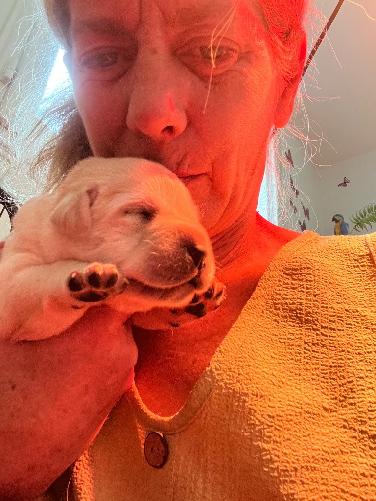 Des Yeux Doux - Chiots disponibles - Labrador Retriever