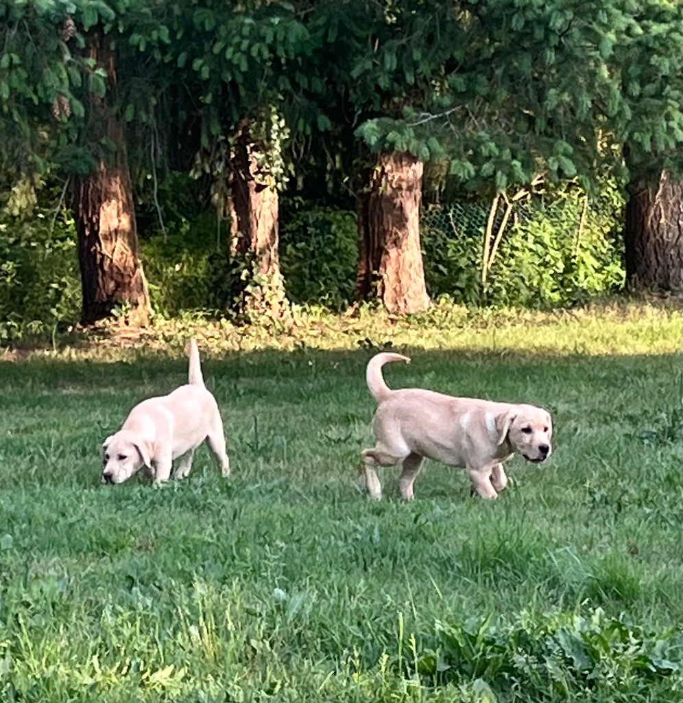 Des Yeux Doux - Chiots disponibles - Labrador Retriever