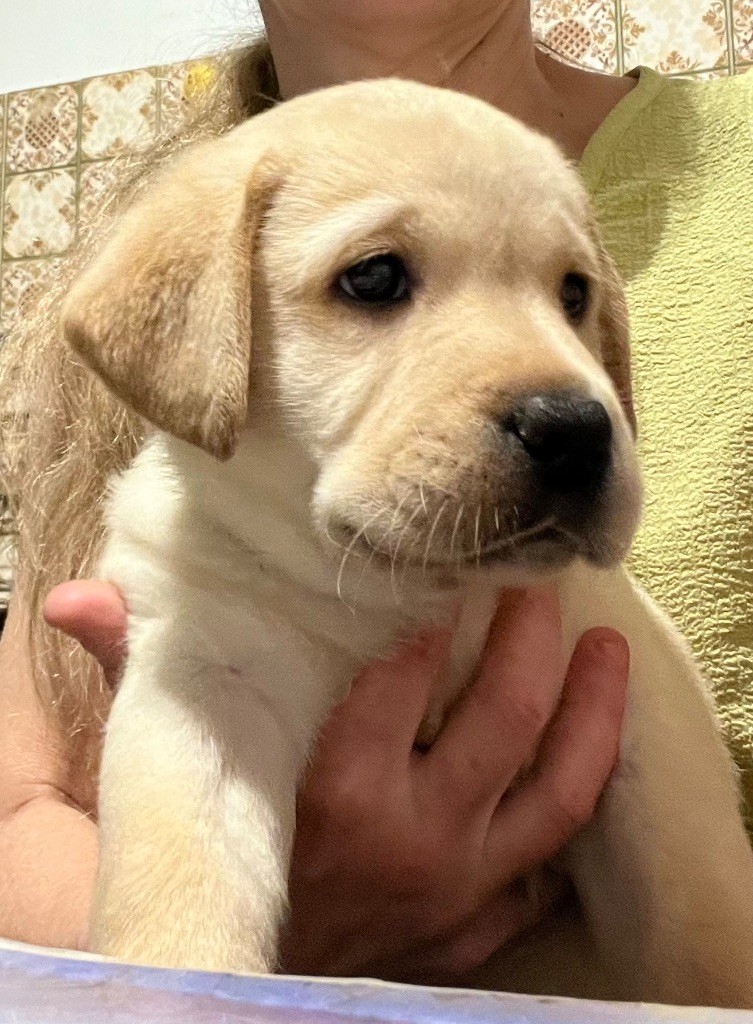 Des Yeux Doux - Chiots disponibles - Labrador Retriever