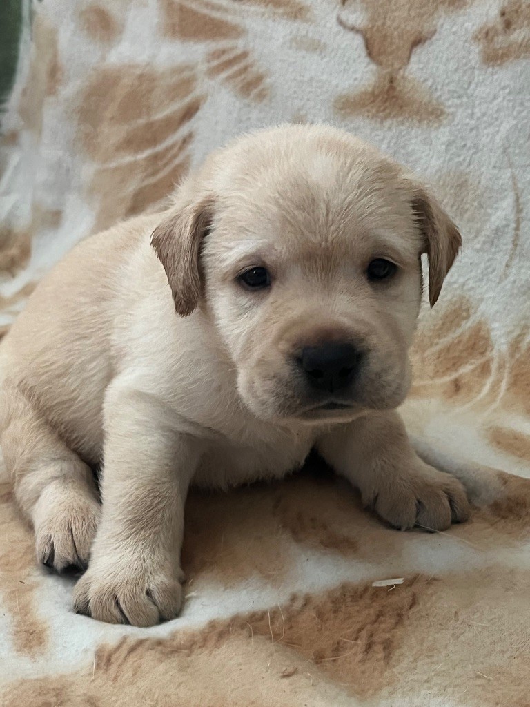 Des Yeux Doux - Chiots disponibles - Labrador Retriever