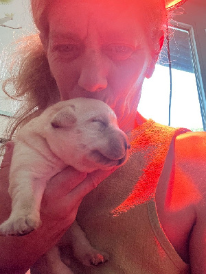 CHIOT