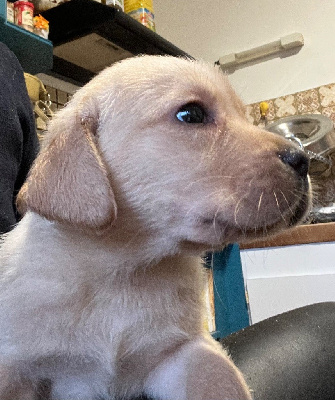 CHIOT