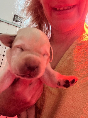CHIOT