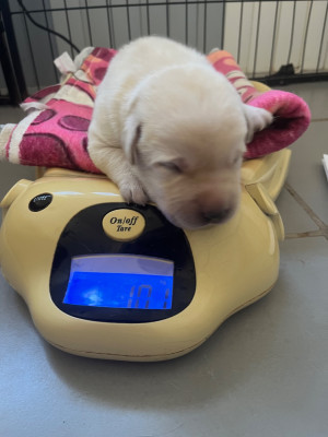 CHIOT 2