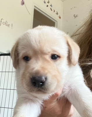CHIOT 4