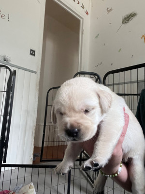 CHIOT 1