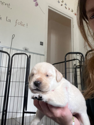 CHIOT 3